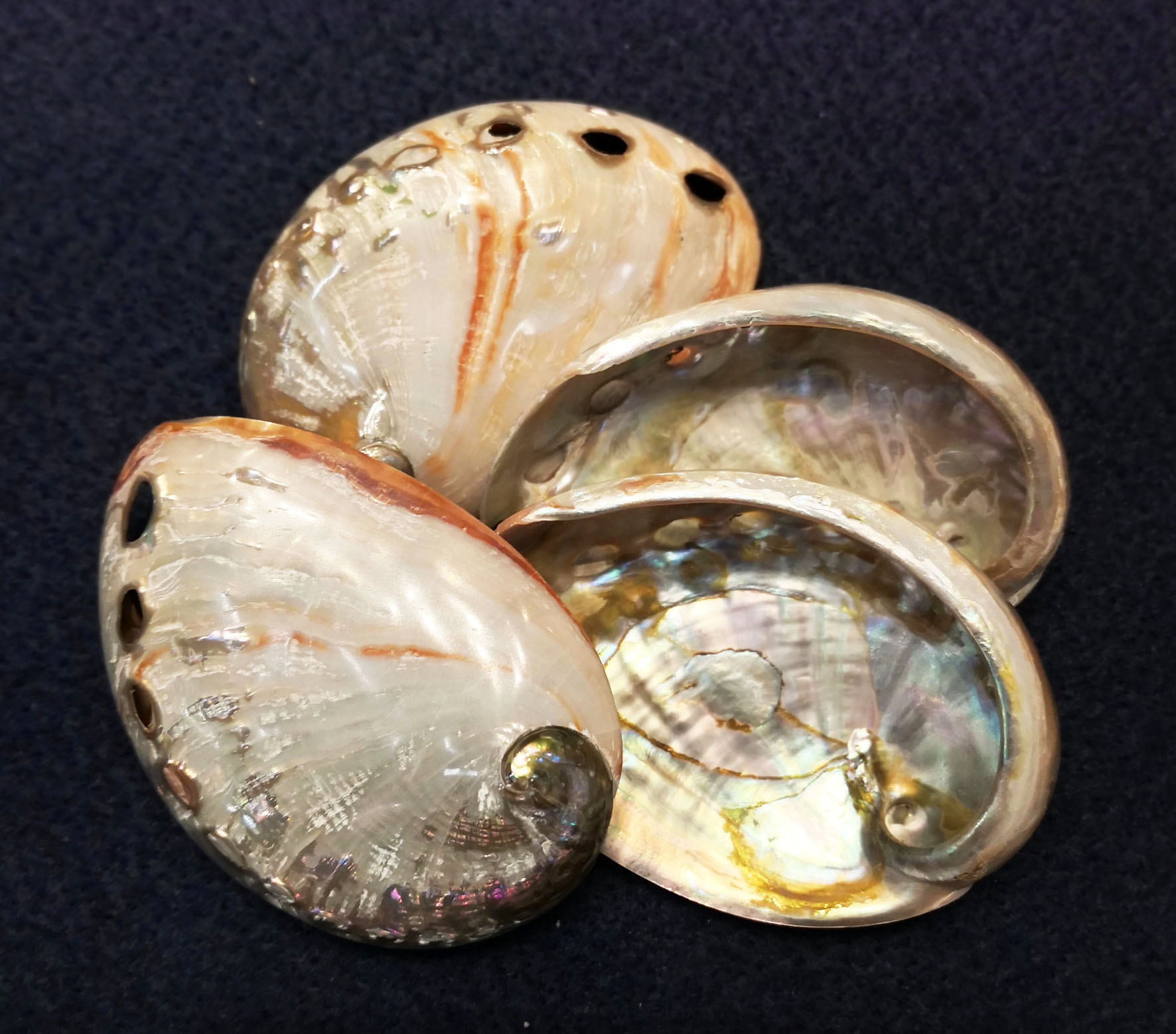 Abalone Rufescense