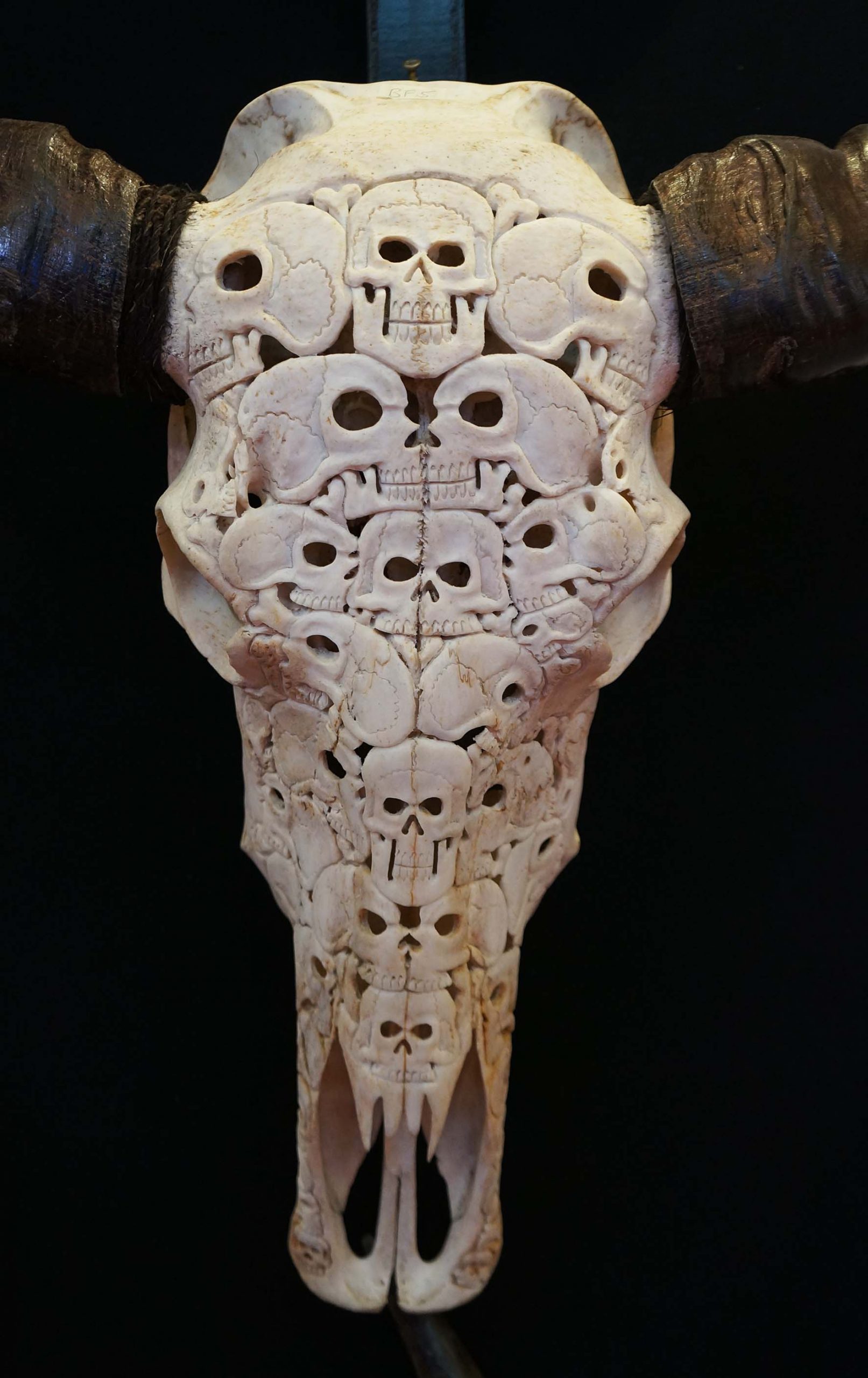 Tête de buffles gravée – motif crâne