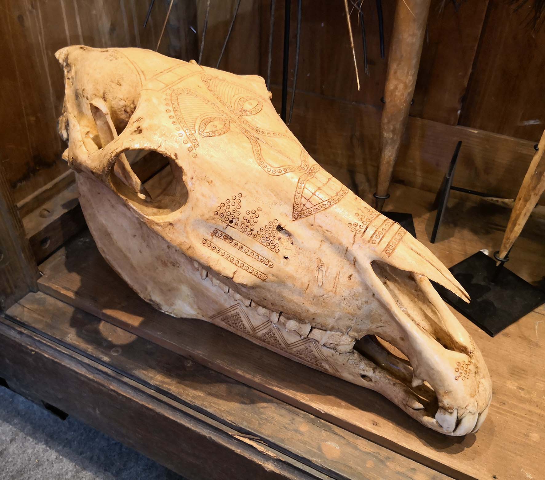 Crâne de cheval papou