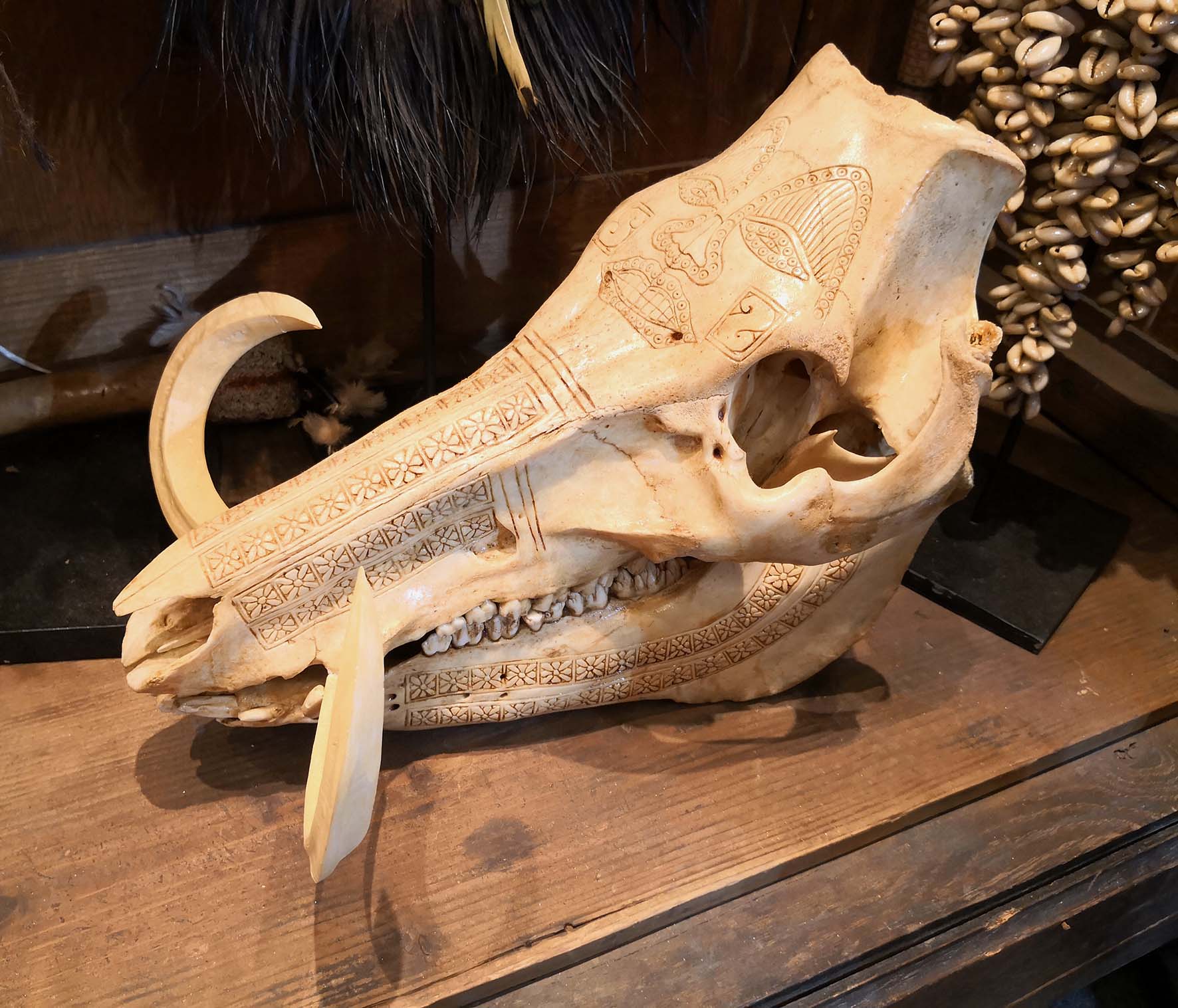 Crâne de cochon sauvage papou
