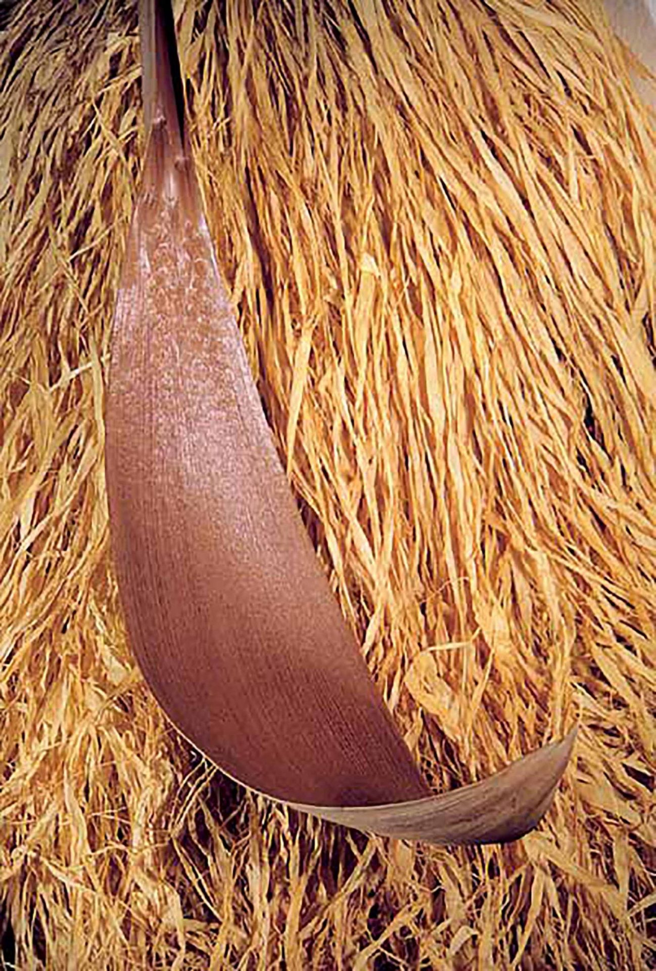 Palmblad large