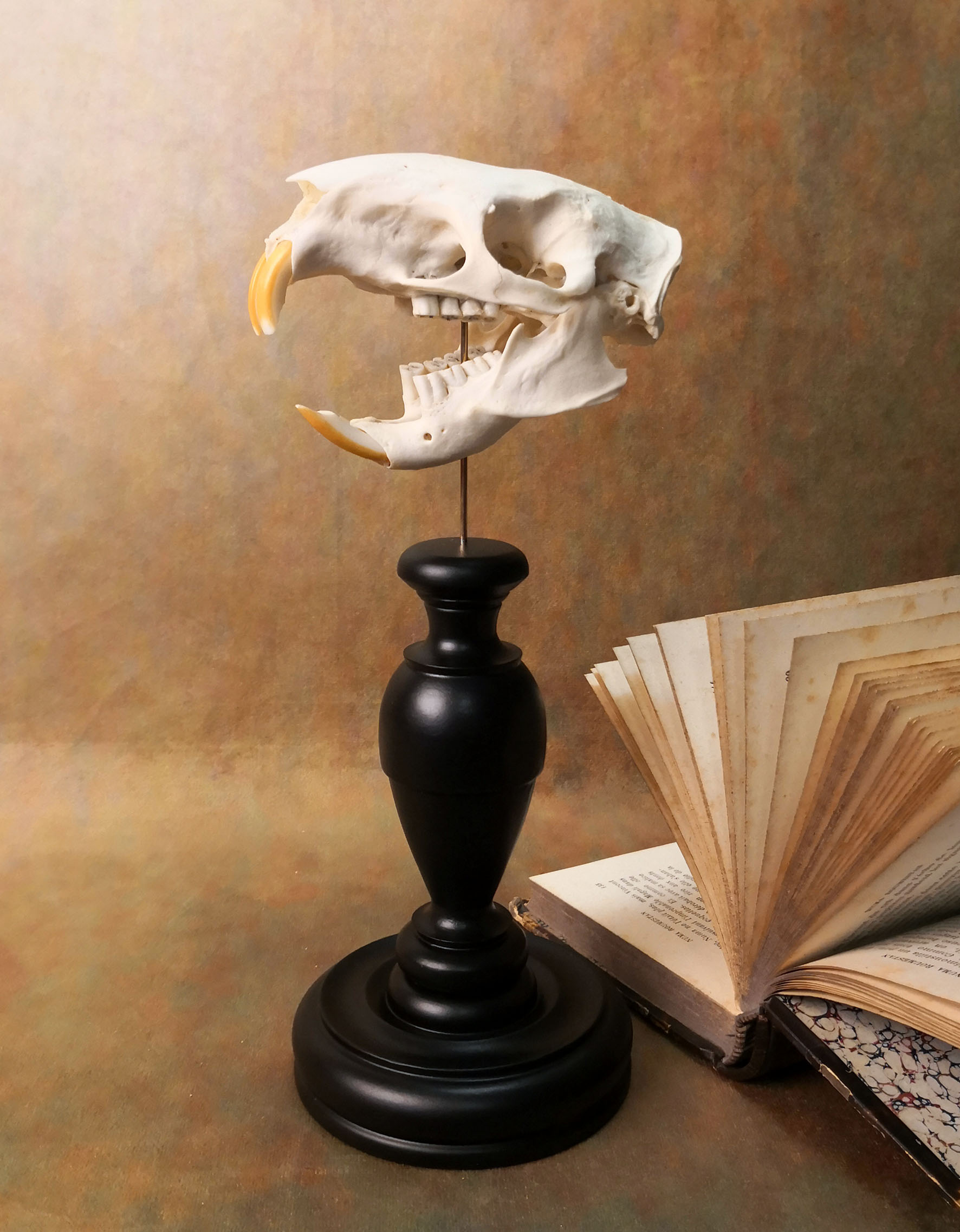 Crâne de Ragodin sur socle en bois